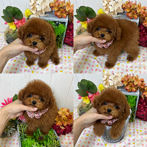 五つ星子犬館