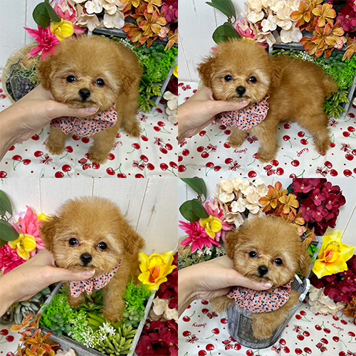 五つ星子犬館