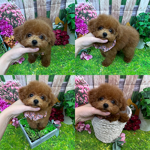 五つ星子犬館