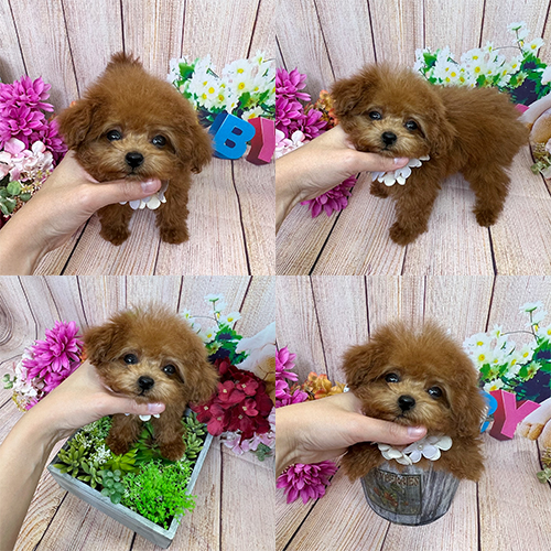 五つ星子犬館