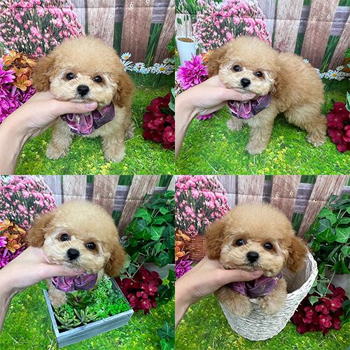 五つ星子犬館