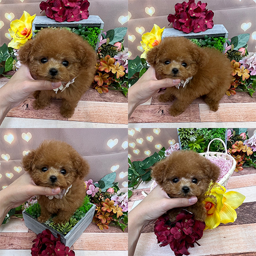 五つ星子犬館