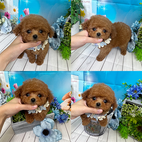 五つ星子犬館
