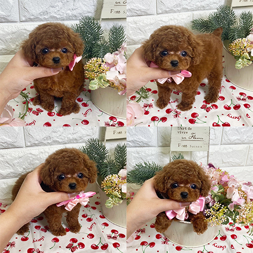 五つ星子犬館