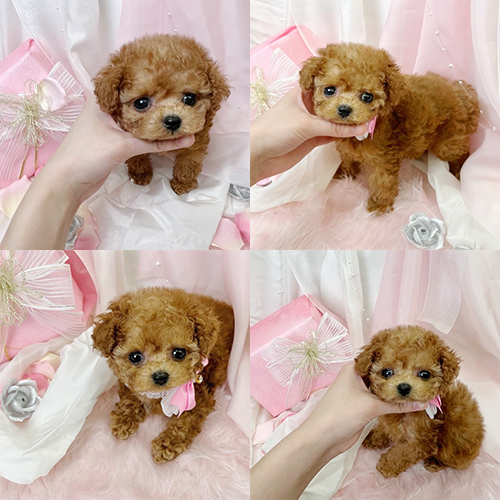 五つ星子犬館