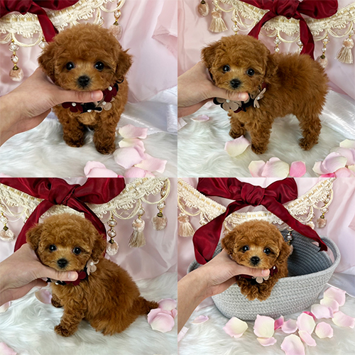 五つ星子犬館