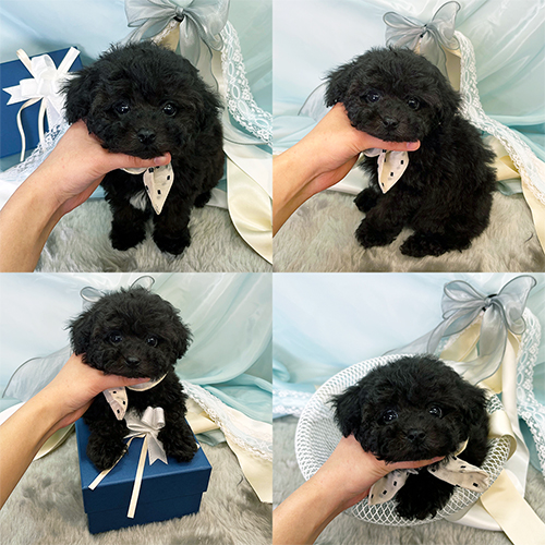 五つ星子犬館