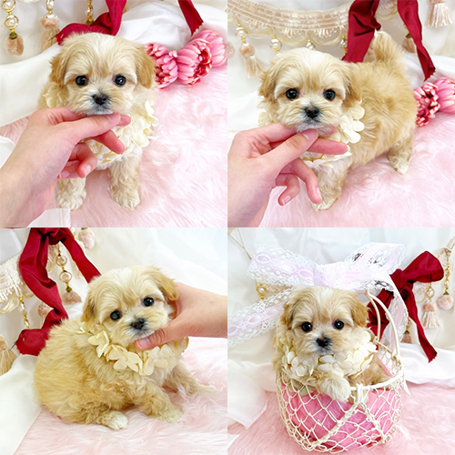 五つ星子犬館