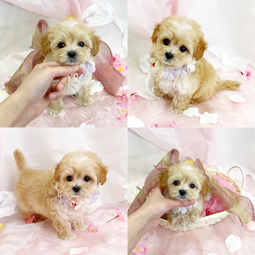 五つ星子犬館