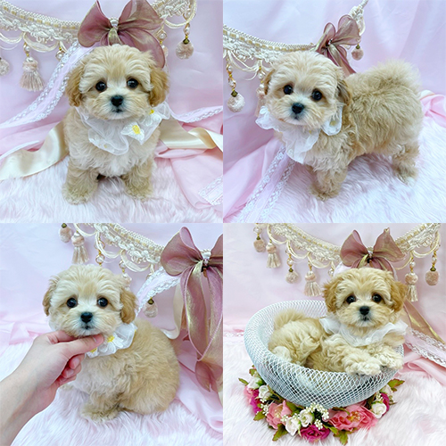 五つ星子犬館