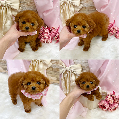 五つ星子犬館