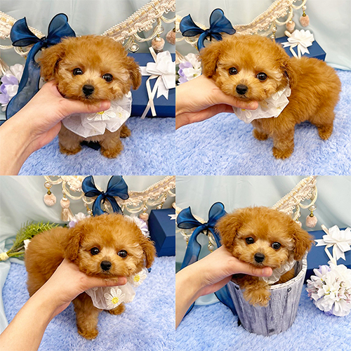 五つ星子犬館