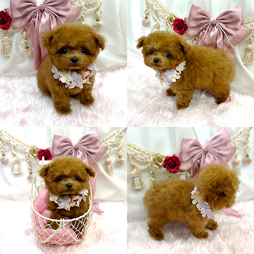 五つ星子犬館