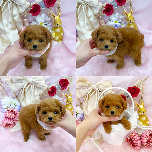 五つ星子犬館