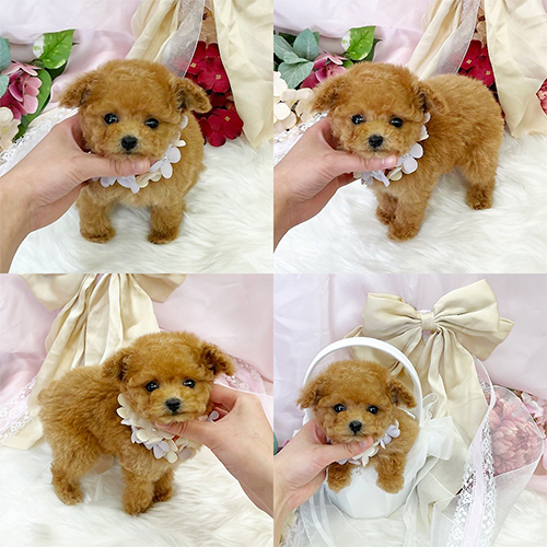 五つ星子犬館