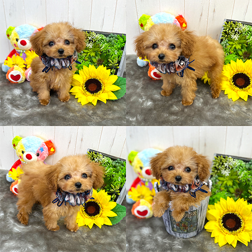 五つ星子犬館