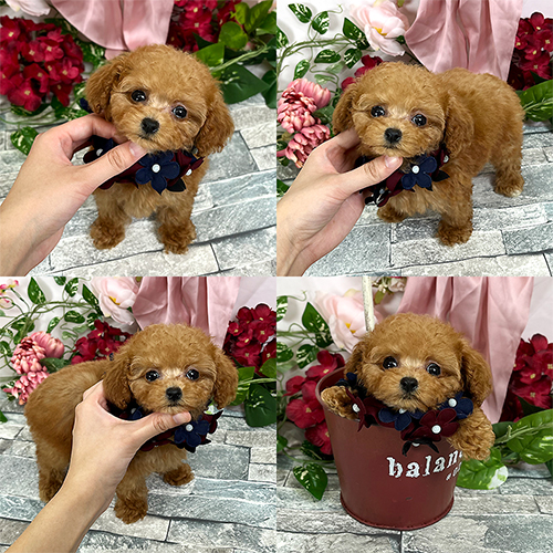 五つ星子犬館