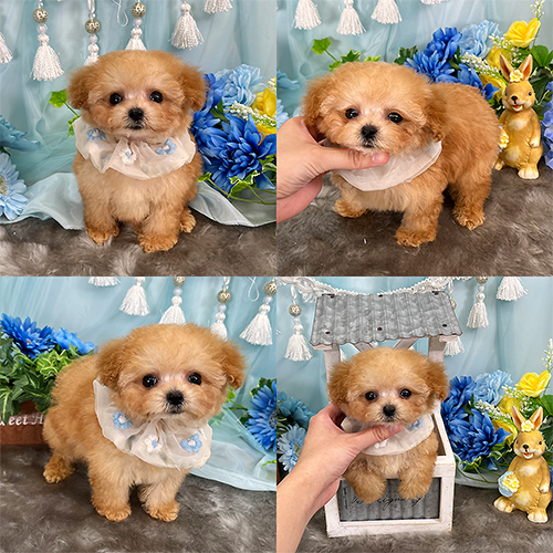 五つ星子犬館