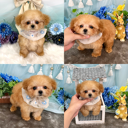 五つ星子犬館