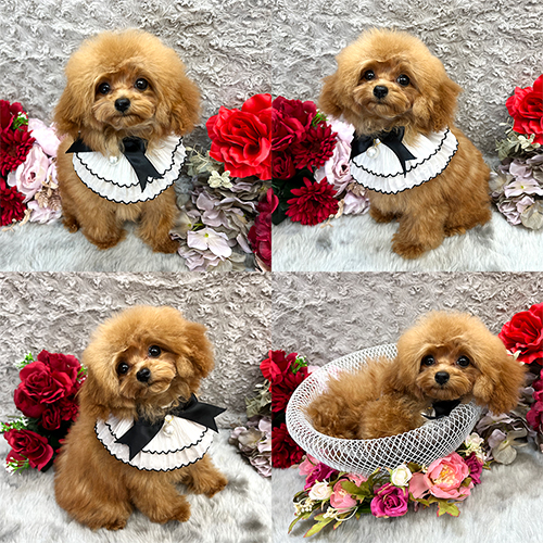 五つ星子犬館