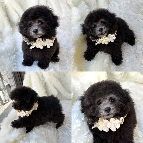五つ星子犬館