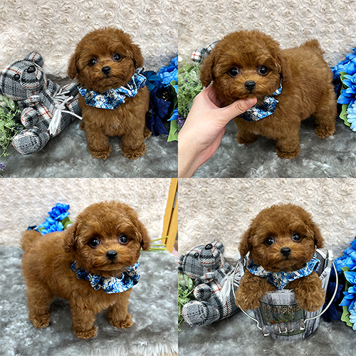 五つ星子犬館