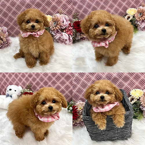 五つ星子犬館