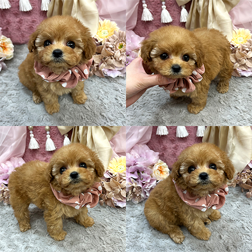 五つ星子犬館