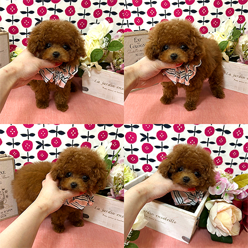 五つ星子犬館