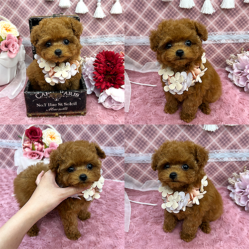 五つ星子犬館