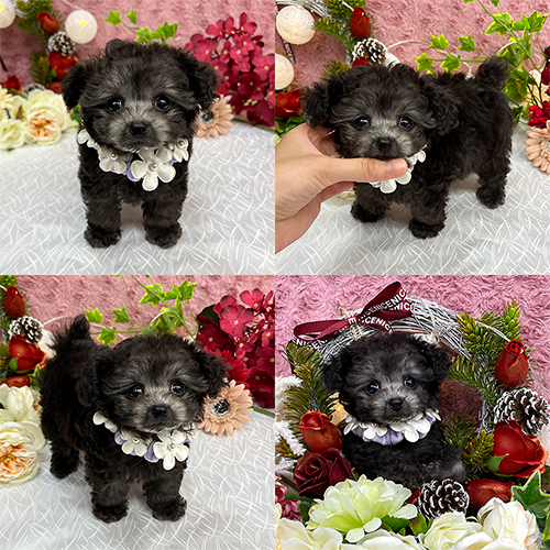 五つ星子犬館