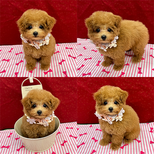 五つ星子犬館