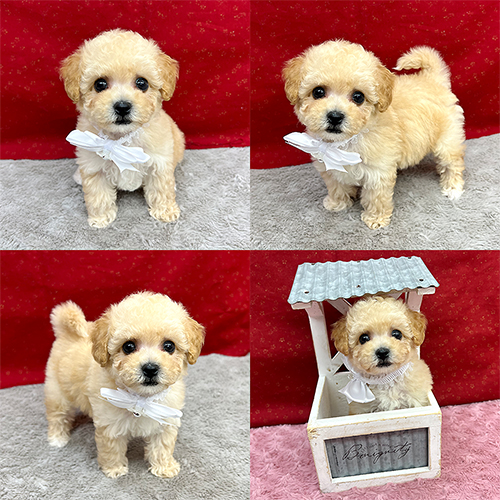五つ星子犬館