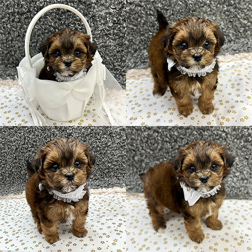 五つ星子犬館