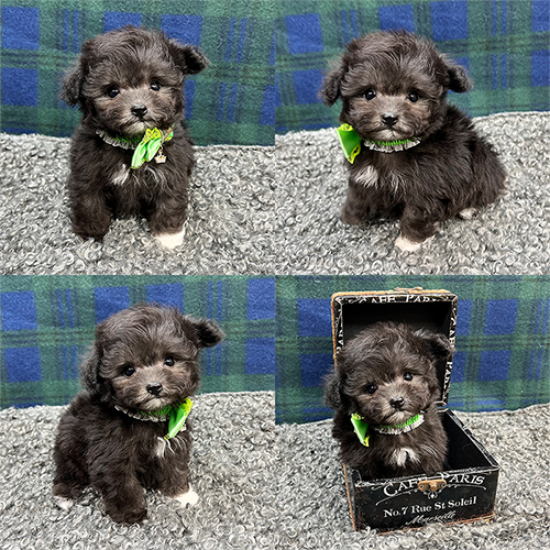五つ星子犬館