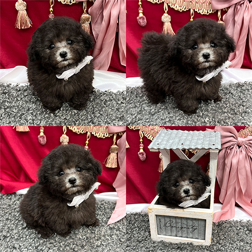 五つ星子犬館