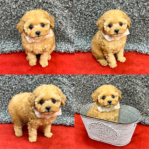 五つ星子犬館