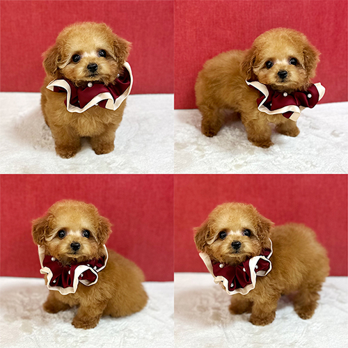五つ星子犬館