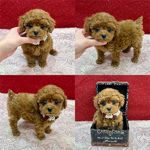 五つ星子犬館