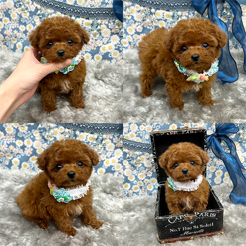 五つ星子犬館