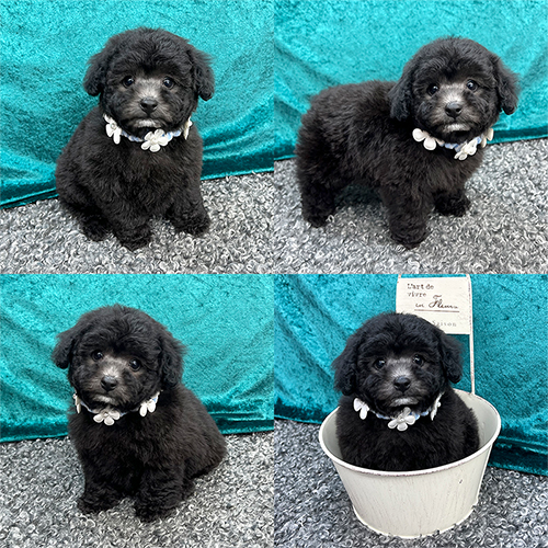 五つ星子犬館