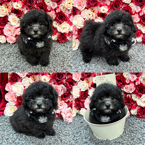 五つ星子犬館