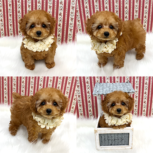 五つ星子犬館