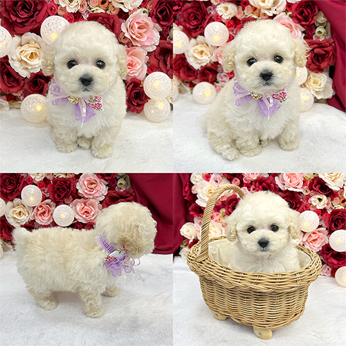 五つ星子犬館