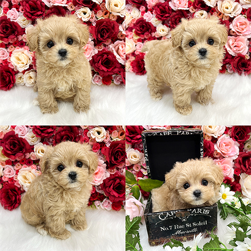 五つ星子犬館
