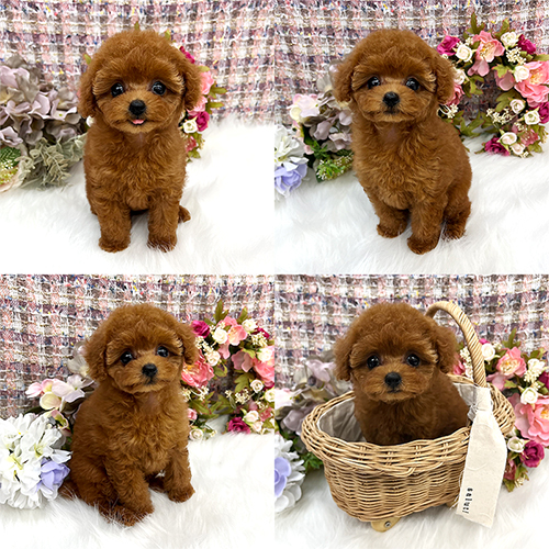 五つ星子犬館