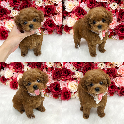 五つ星子犬館