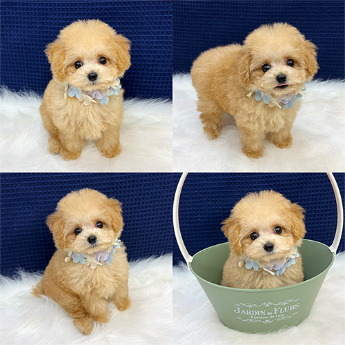 五つ星子犬館