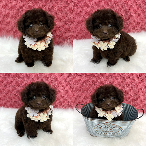 五つ星子犬館