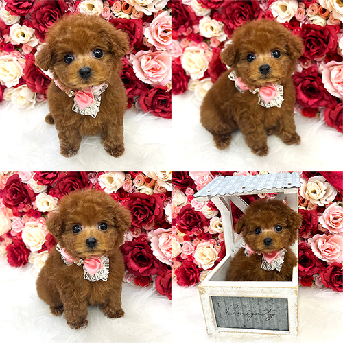 五つ星子犬館